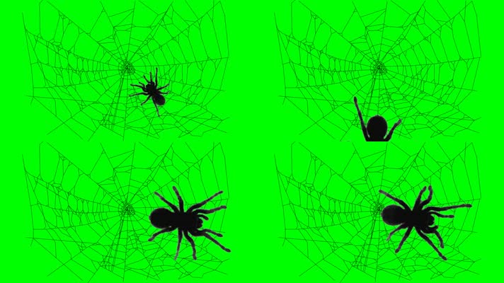 绿屏蜘蛛在网上爬行特效背景