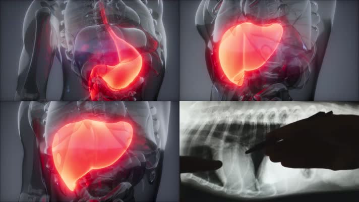 内脏器官肌理动画视频素材
