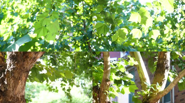 实拍夏天茂盛的梧桐树视频素材视频素材