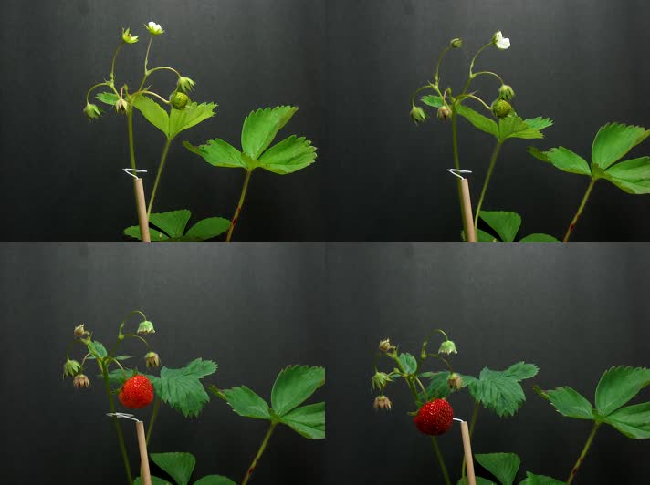 草莓生长延时动画视频素材