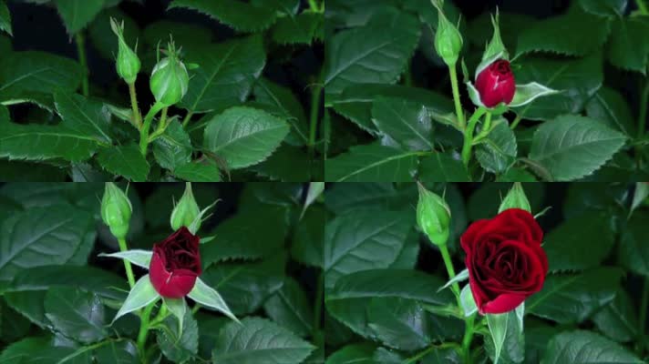 玫瑰花盛开延时拍摄视频素材