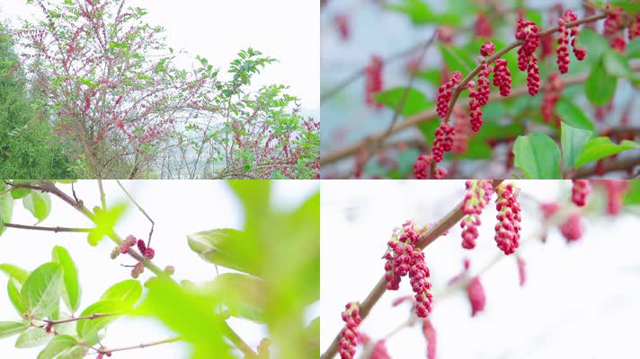 【原创 植物马桑子