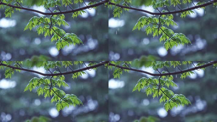 下雨雨滴树叶视频素材