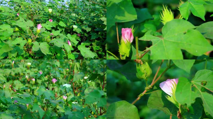 棉花花棉花地视频素材