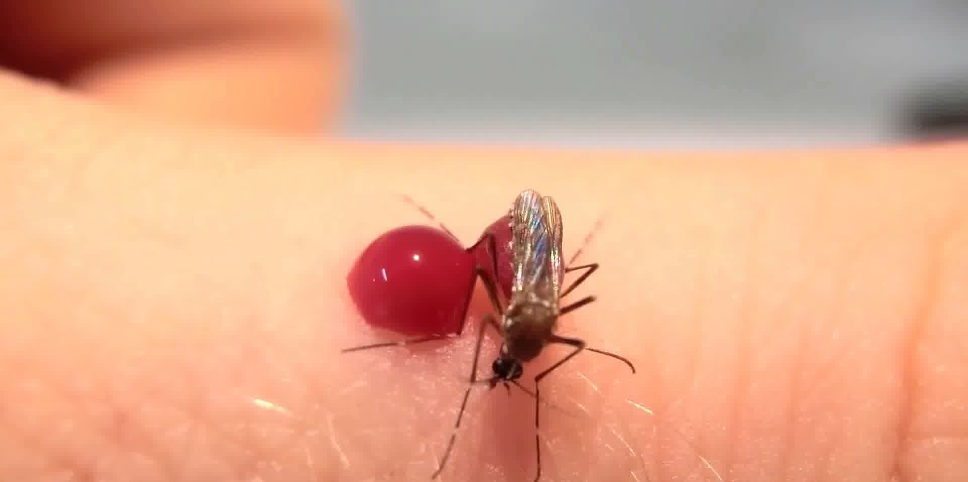 蚊子吸血蚊子产卵孑孓视频素材