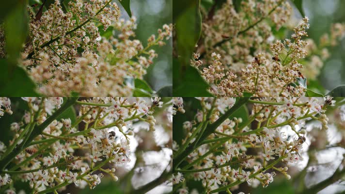 蜜蜂采蜜龙眼荔枝视频素材