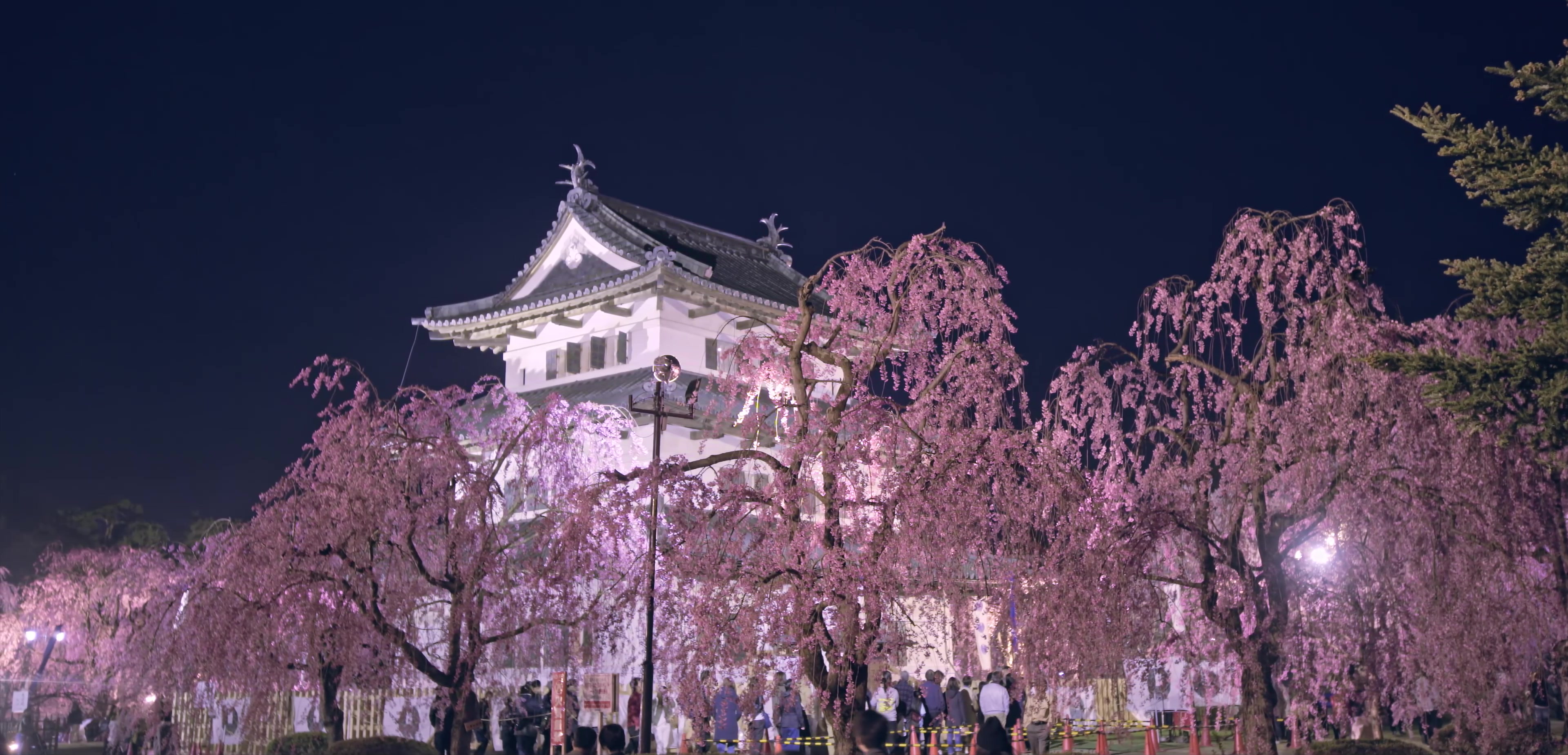 夜晚樱花唯美樱花公园夜景视频素材