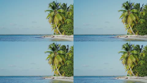 异国海滩椰子树实拍
