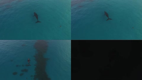 4K鲸鱼透明海水