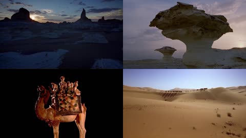 沙漠地貌骆驼运货实拍