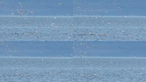 海鸥海鸟冲入海中吃鱼实拍视频
