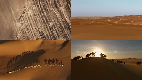 沙漠骆驼行进视频