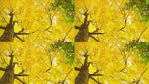 秋天树叶变黄银杏树叶