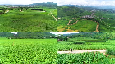 航拍绿色农业生态农业种植