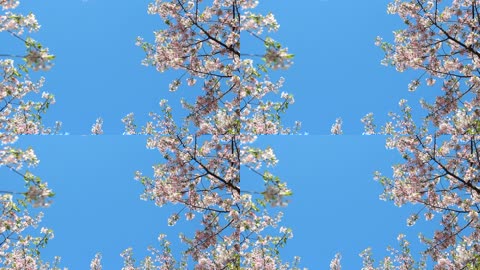 晴朗的天空樱花树实拍