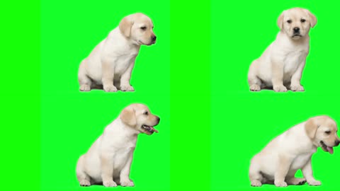 狗狗绿色背景合成视频