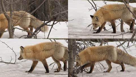 野生动物狐狸雪景