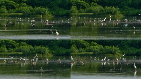 4K湿地保护区白鹭鸟群特写