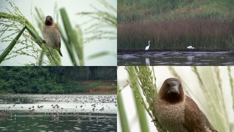 4K城市湿地公园群鸟生态