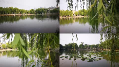 湖水柳树美丽风景实拍