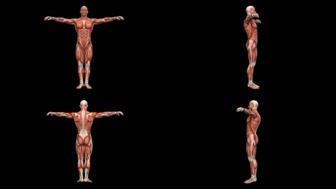 3D人体肌肉系统旋转动画