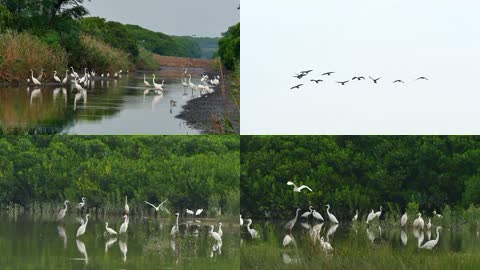 4K湿地保护区白鹭鸟群特写
