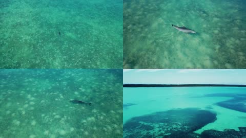 3K航拍巴哈马群岛野生海豚