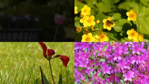 4K春天大自然唯美景观植物花朵