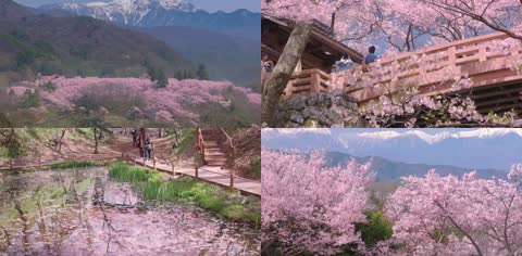 3K日本高远城址公园樱花美景