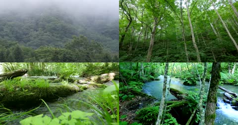 4K大自然森绿色水源