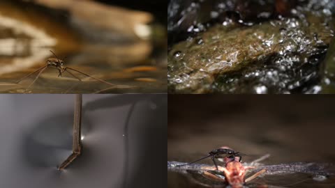 4K昆虫水黾特写