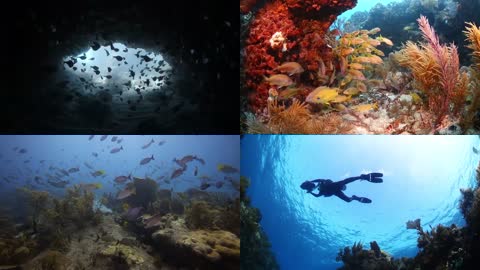 美丽的海底世界宣传视频