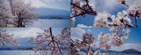 4K富士山下河口湖畔樱花美景