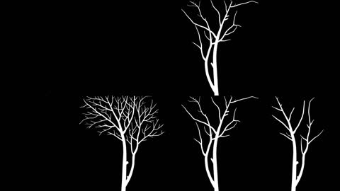 黑白树枝生长动画