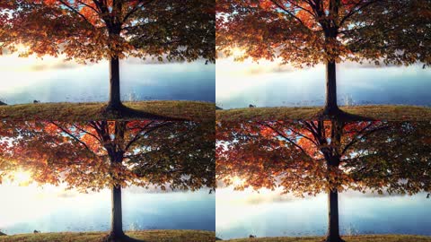 秋天池塘边的一棵树梦幻美景高清实拍