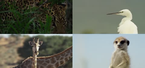 4K非洲大自然野生动物