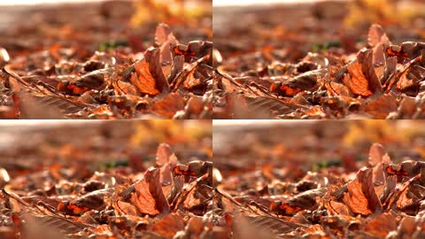 微距实拍地上的落叶