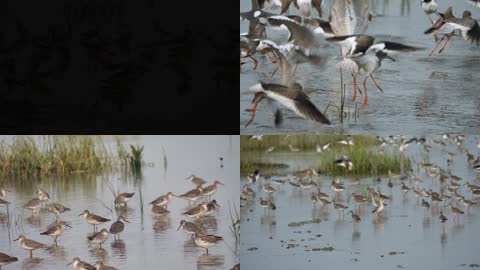 湿地公园野鸭子群鸟