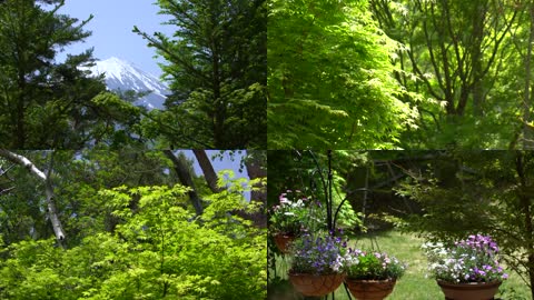 4K富士山下春季美景绿叶鲜花