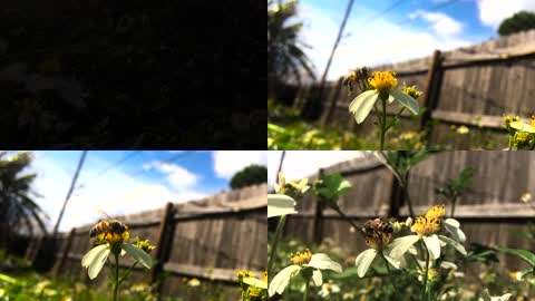 田园风光蜜蜂飞舞采集花粉近距离镜头