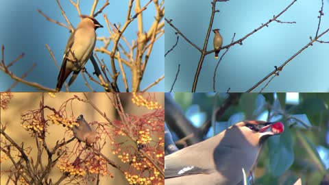 实景拍摄树枝上的喜鹊鸟类视频素材
