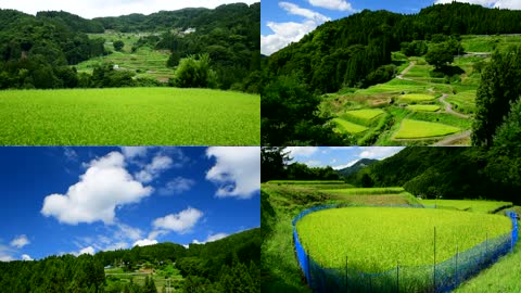 绿色稻穗稻田农业种植风光