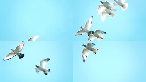 一群白鸽飞向蓝天的超级慢镜头