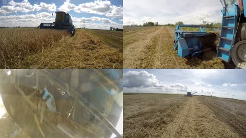 农业机械化收割小麦4K
