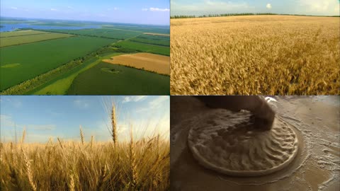 农作物小麦实拍