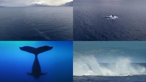 4K超美海洋鲸鱼