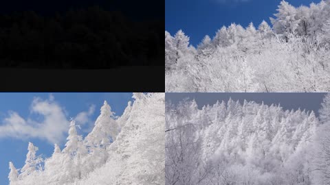 4K冬日美景雪白雾凇白色树枝