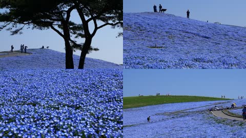 大自然蓝色花朵花海实拍