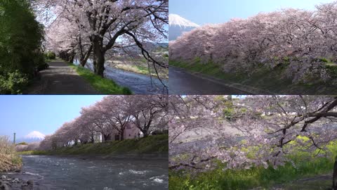 4K雄伟的富士山下樱花美景