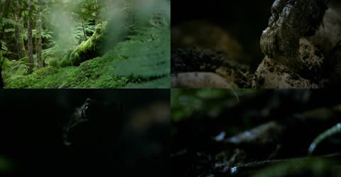 新西兰热带雨林蜥蜴孵化破壳而出